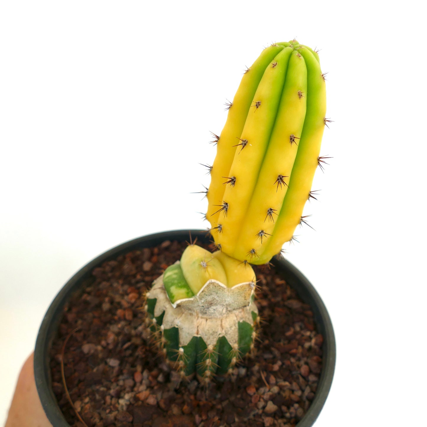 Cereus sp. south of Zipolite YELLOW FULL VARIEGATED