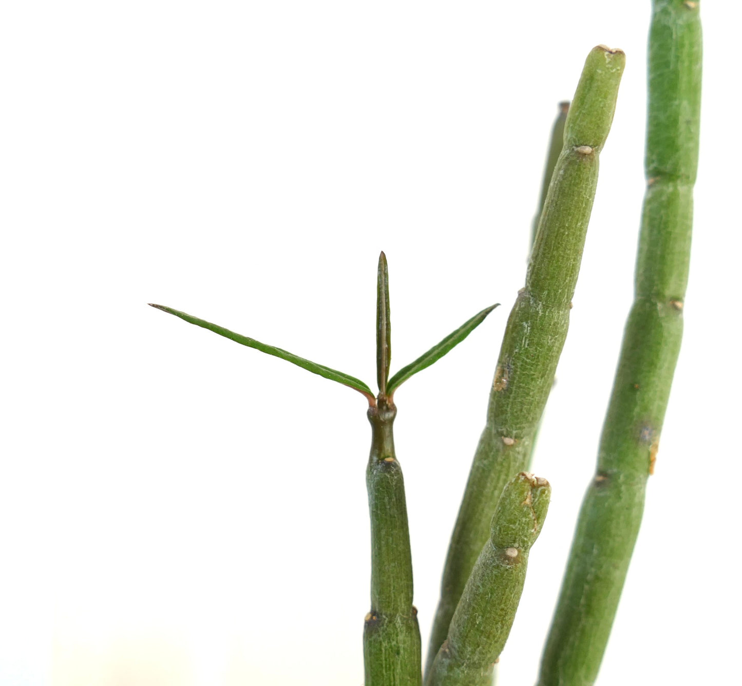 Ceropegia dichotoma succulent with segmented green stems and slender pointed leaves