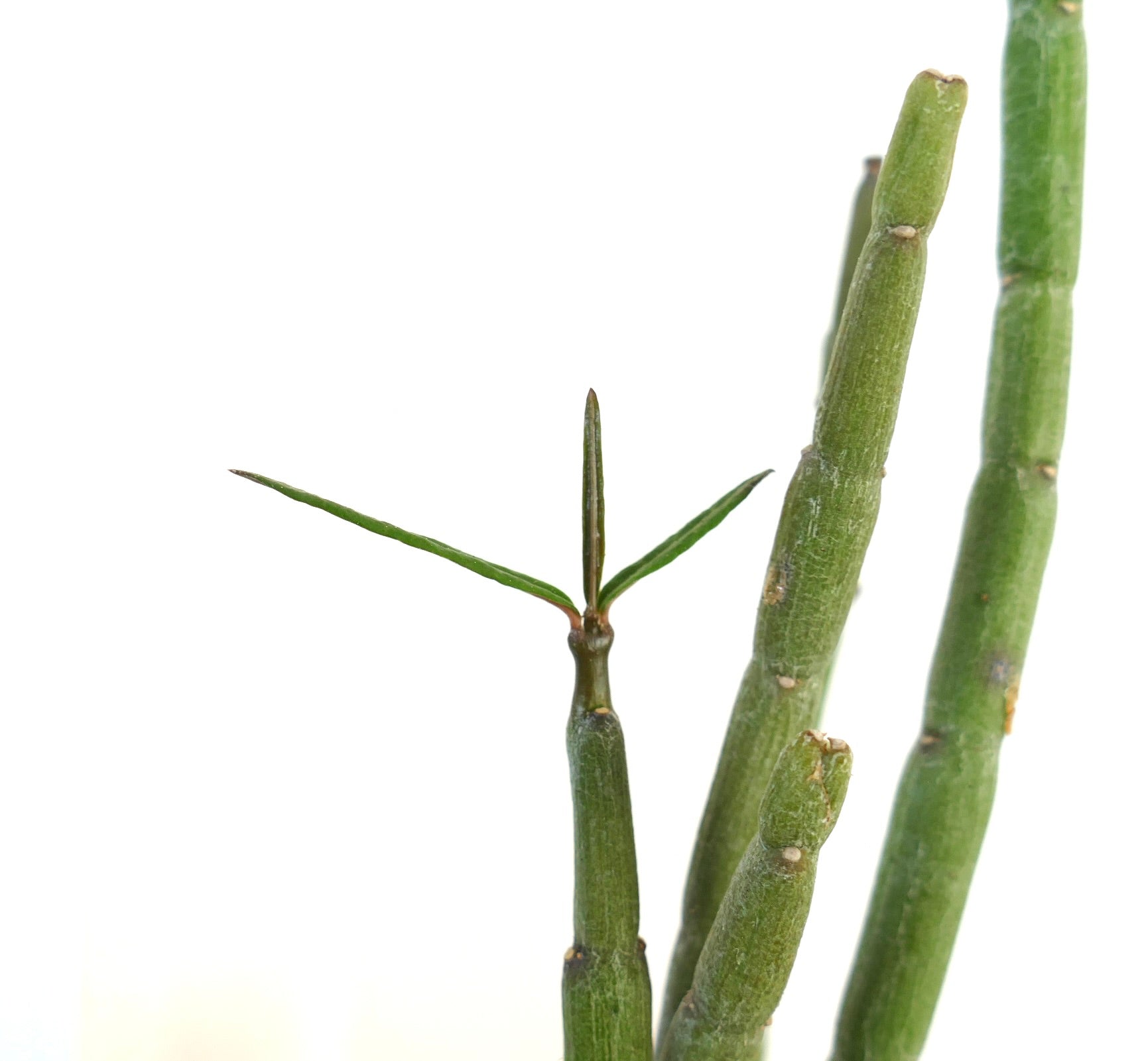 Ceropegia dichotoma succulent with segmented green stems and slender pointed leaves