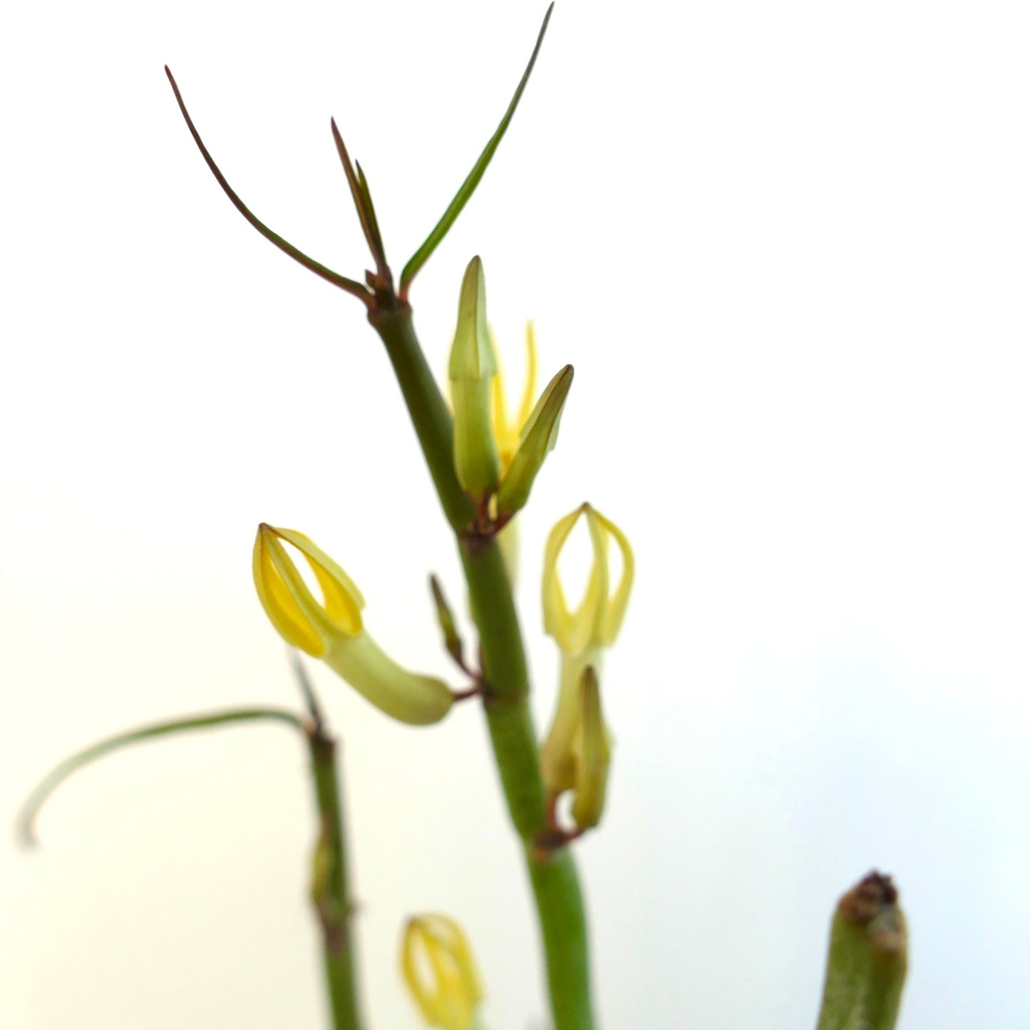 Ceropegia dichotoma slender green stems with delicate yellow tubular flowers close-up