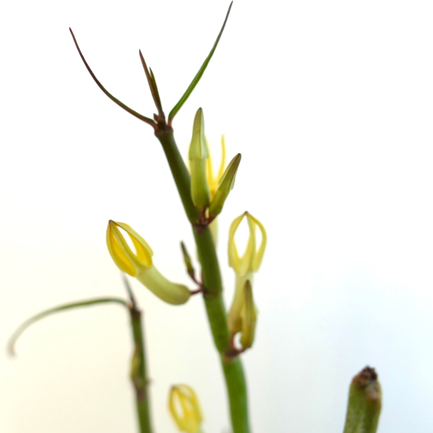 Ceropegia dichotoma slender green stems with delicate yellow tubular flowers close-up