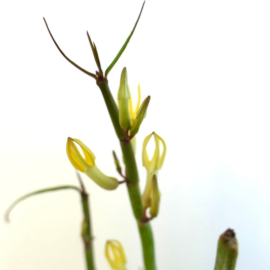Ceropegia dichotoma slender green stems with delicate yellow tubular flowers close-up
