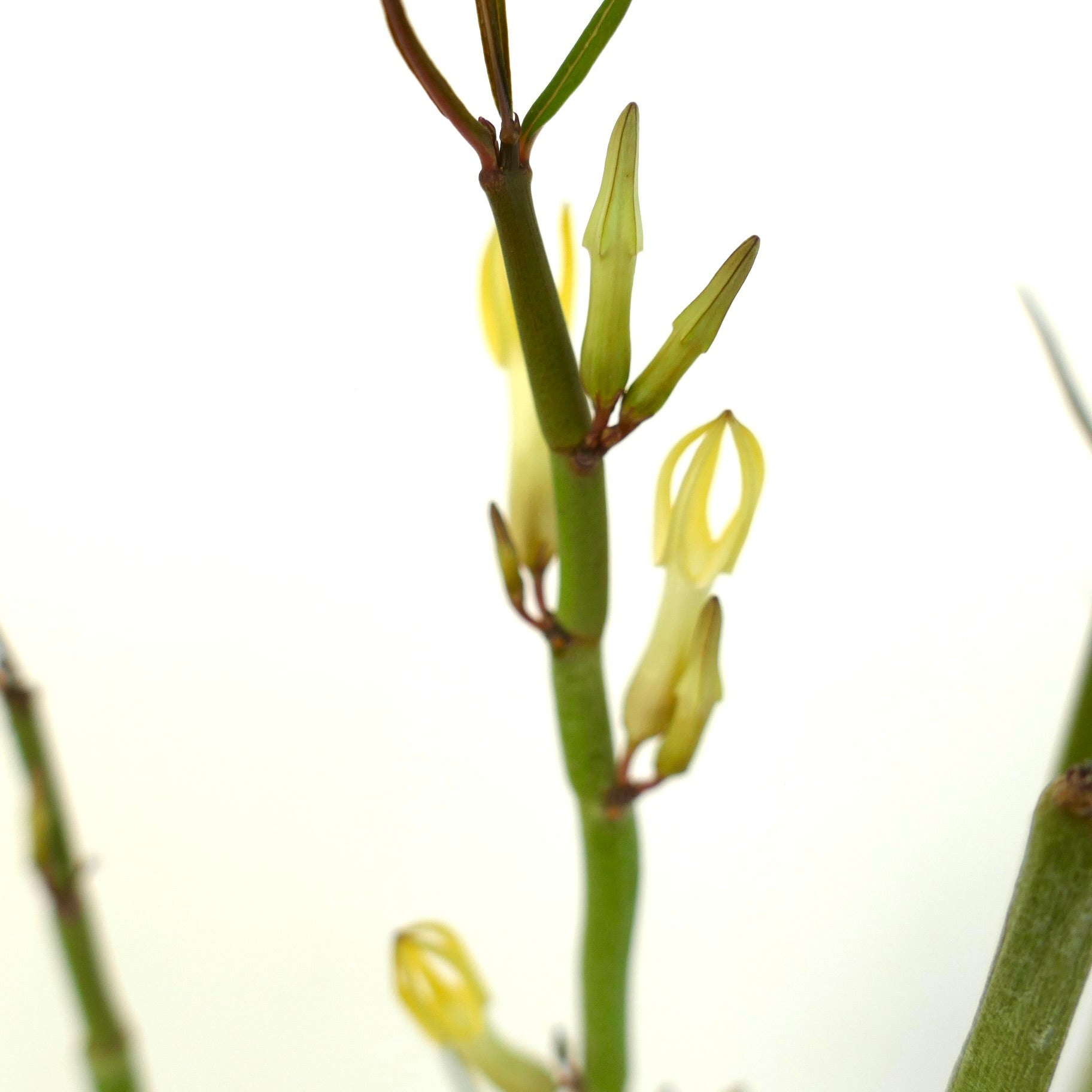 Ceropegia dichotoma succulent with slender green stems and delicate pale yellow tubular flowers