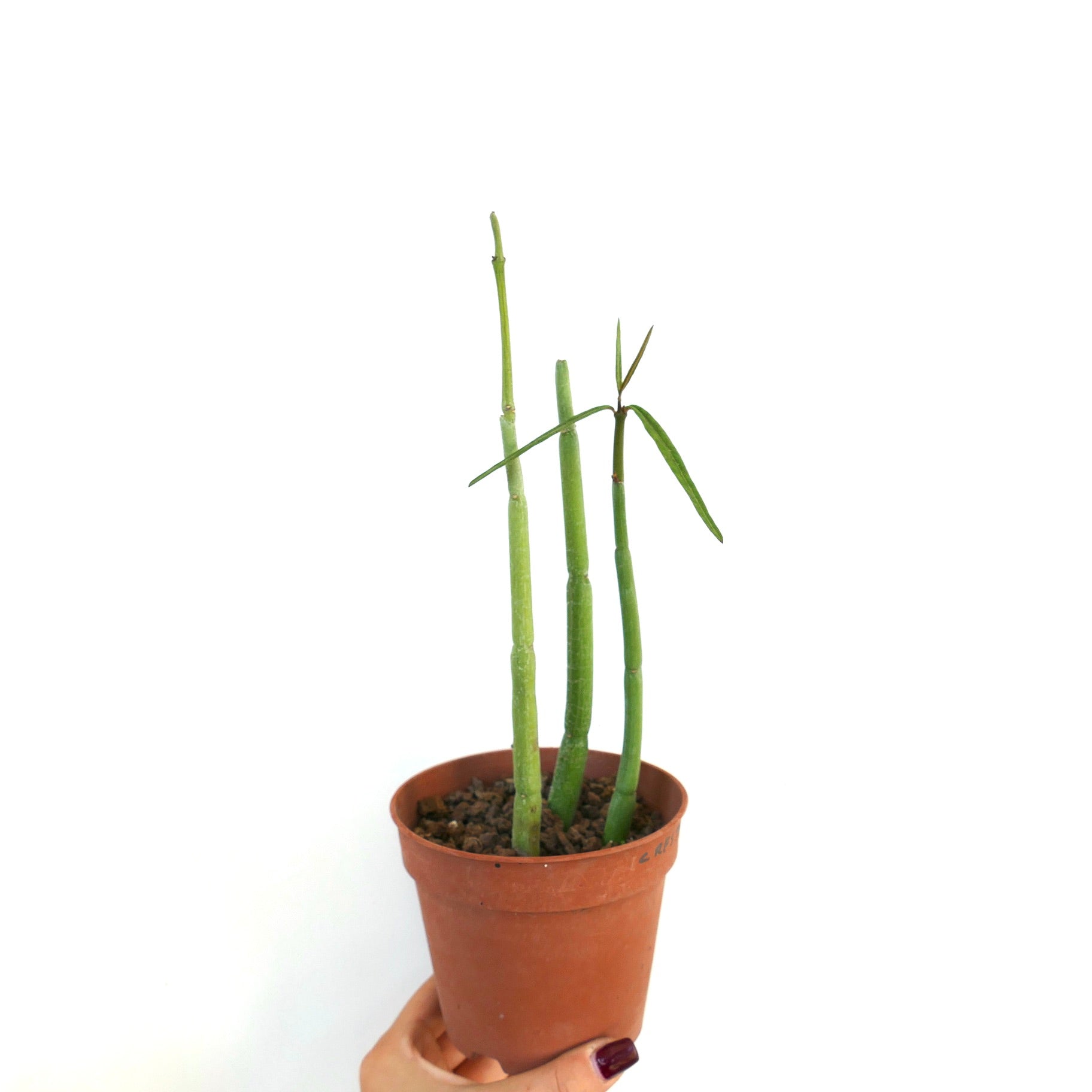 Ceropegia dichotoma slender succulent stems with sparse narrow leaves in terracotta pot