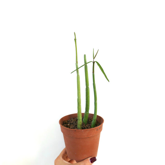 Ceropegia dichotoma slender succulent stems with sparse narrow leaves in terracotta pot