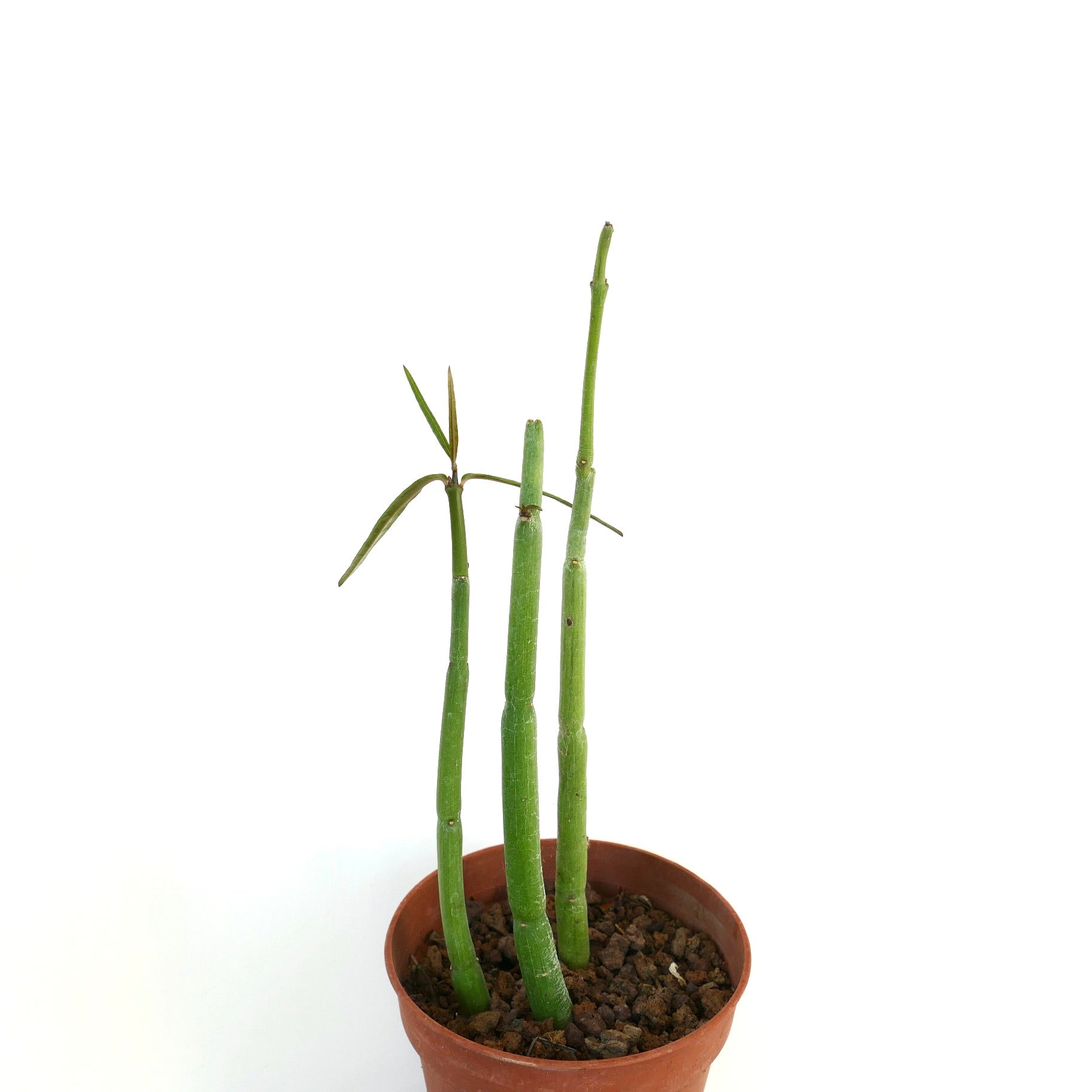 Ceropegia dichotoma succulent with three tall green stems and sparse leaves in terracotta pot