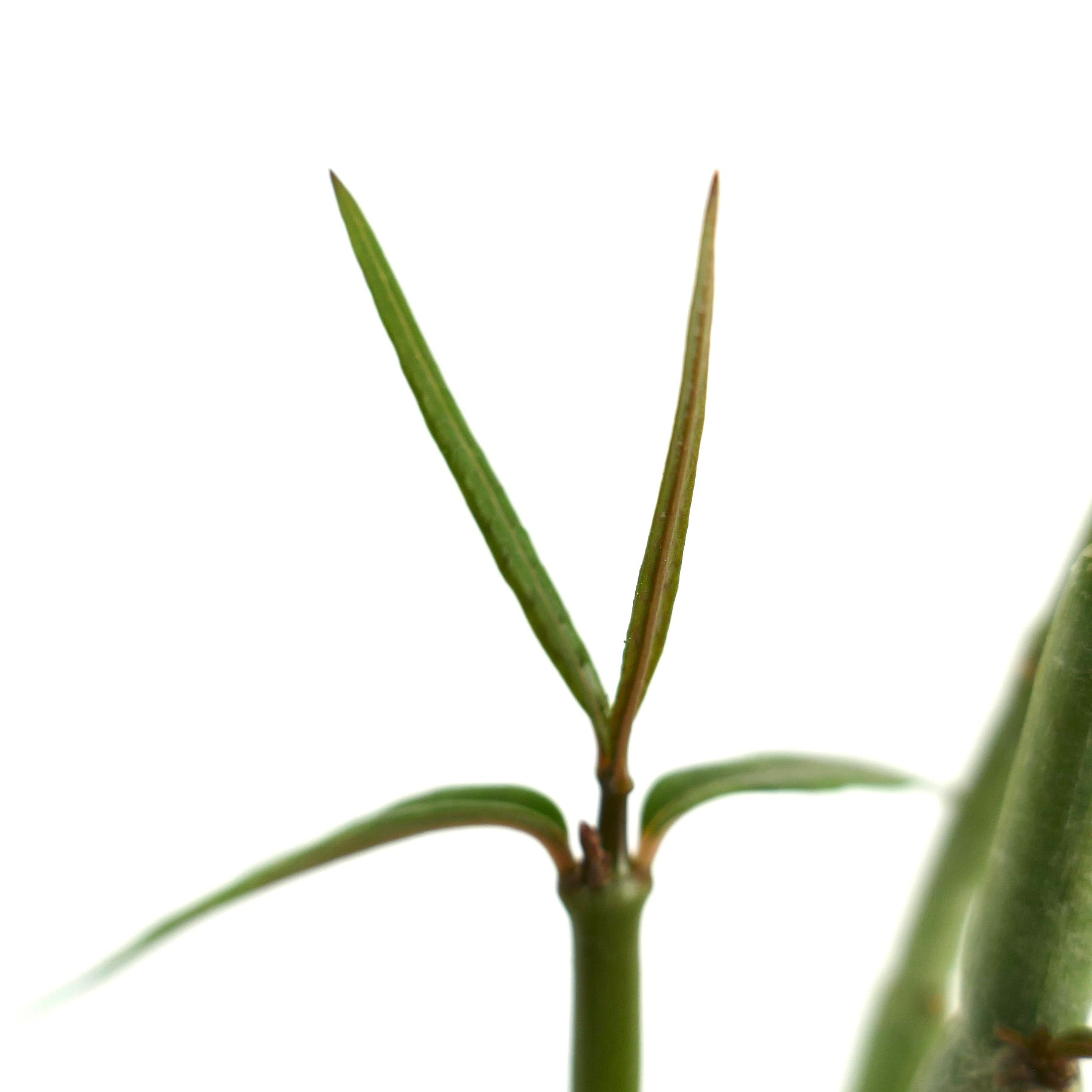 Ceropegia dichotoma succulent with slender green stems and narrow elongated leaves close-up
