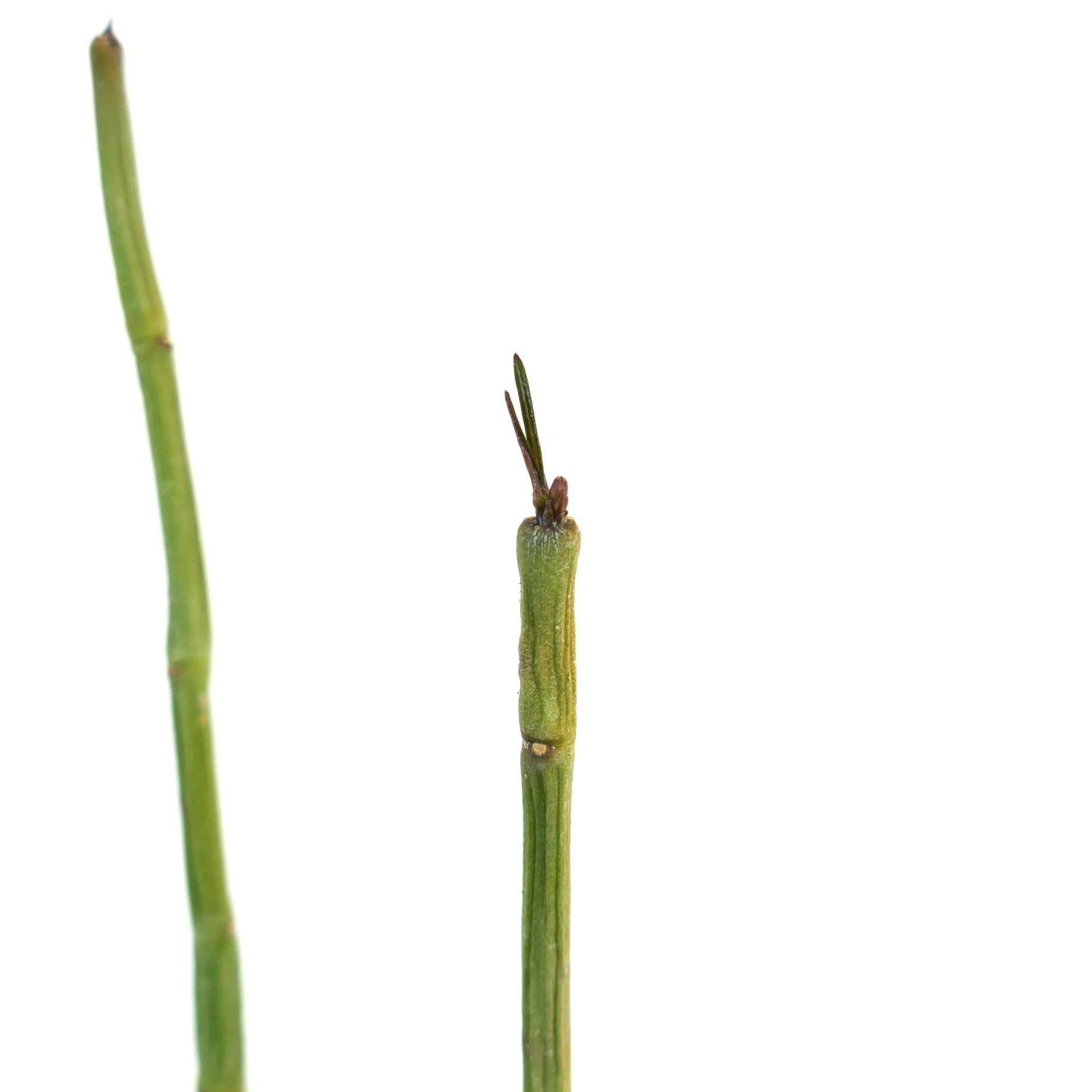 Ceropegia dichotoma succulent plant with slender green stems and small new growth tips