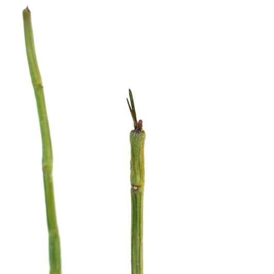 Ceropegia dichotoma succulent plant with slender green stems and small new growth tips