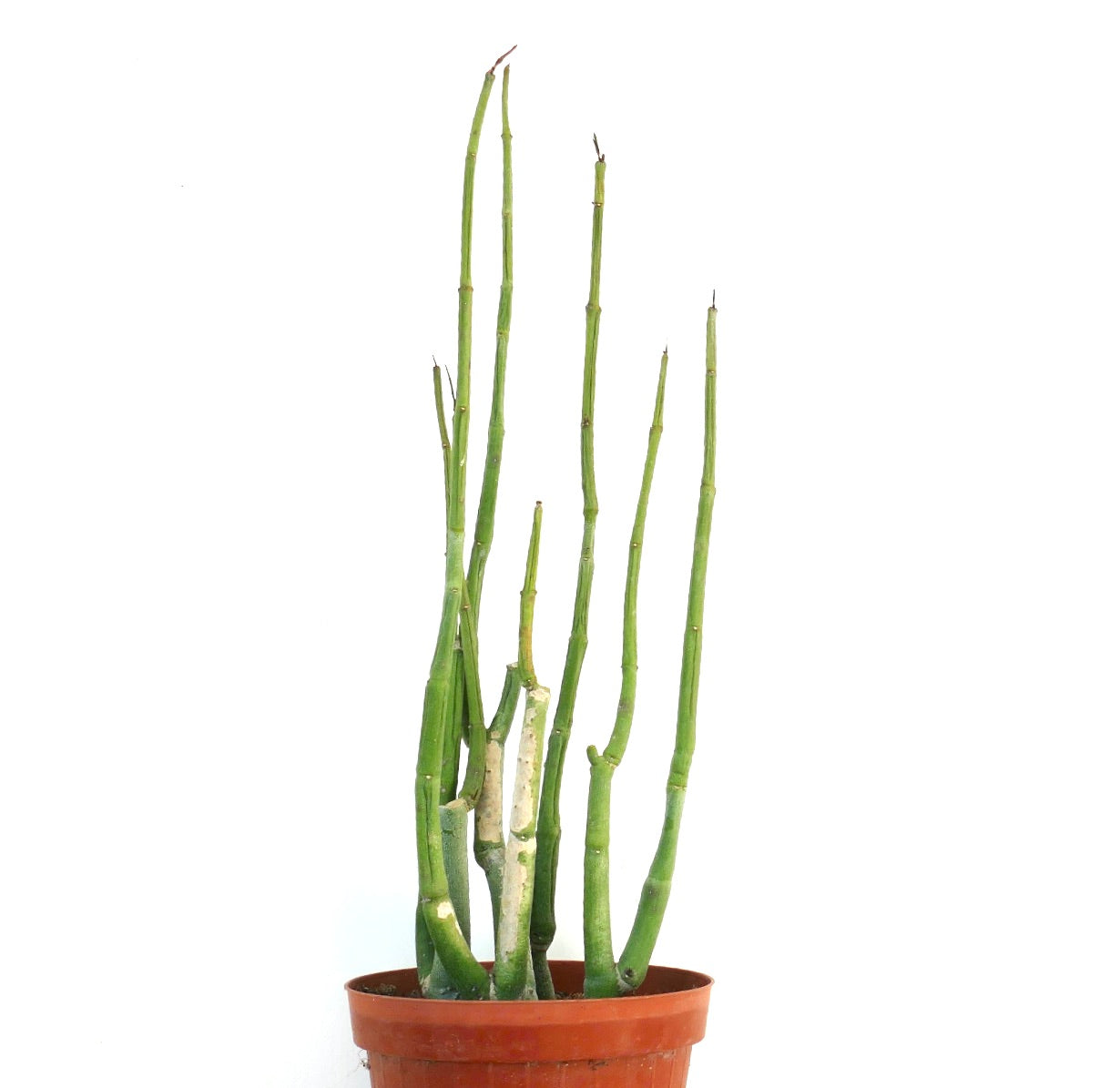 Ceropegia dichotoma tall slender succulent stems with segmented green structure in pot