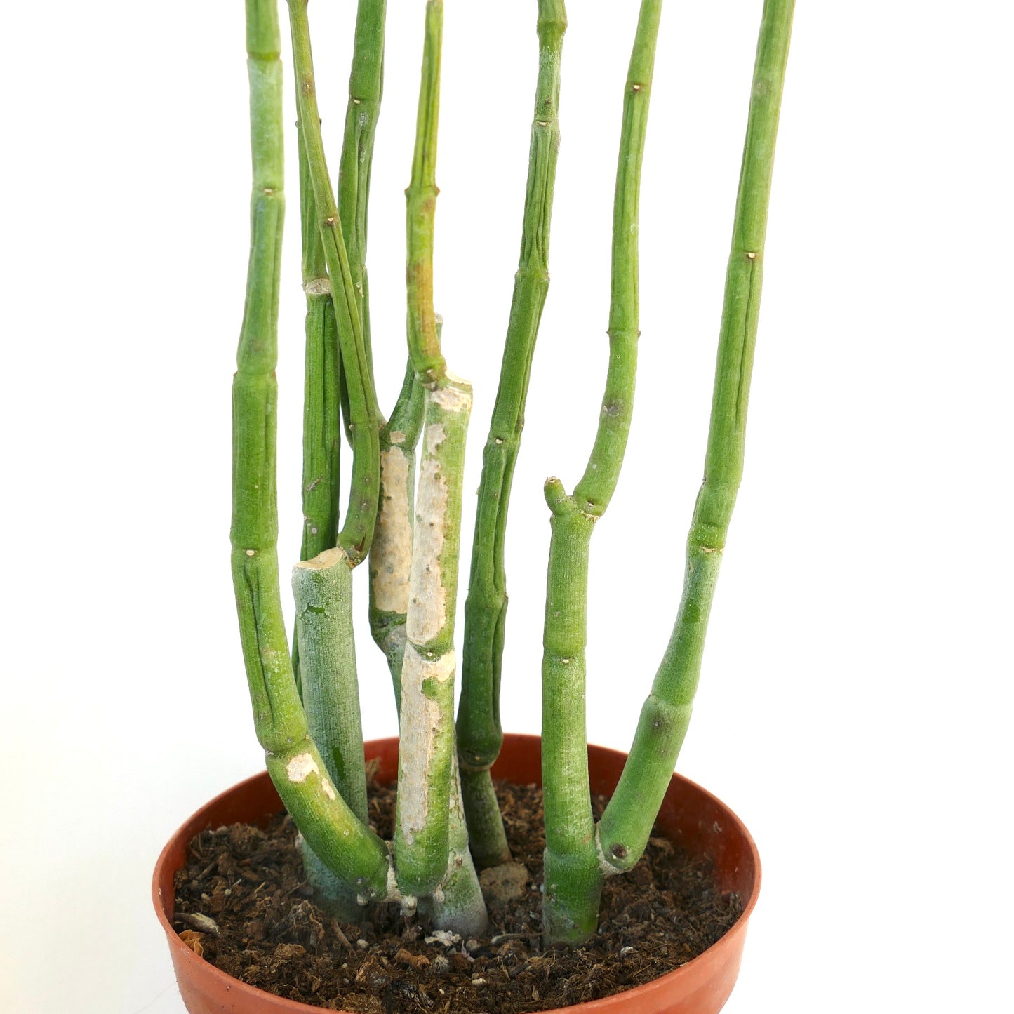 Ceropegia dichotoma succulent with tall segmented green stems in terracotta pot
