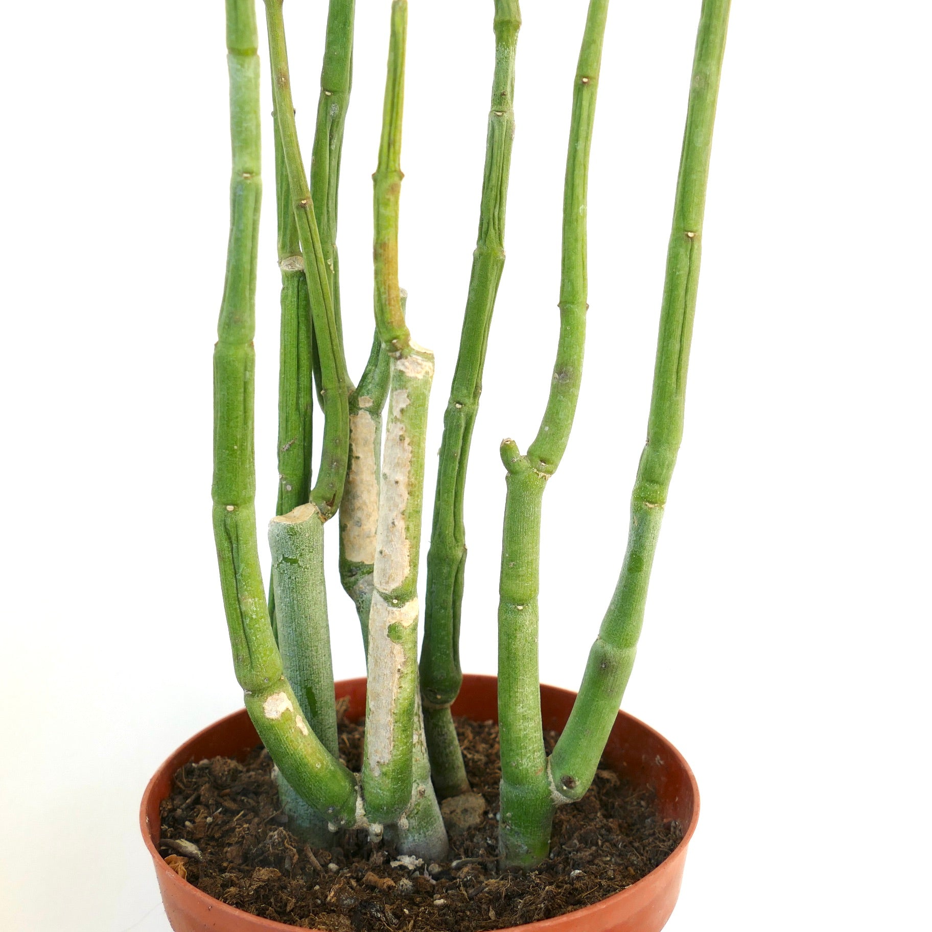 Ceropegia dichotoma succulent with tall segmented green stems in terracotta pot