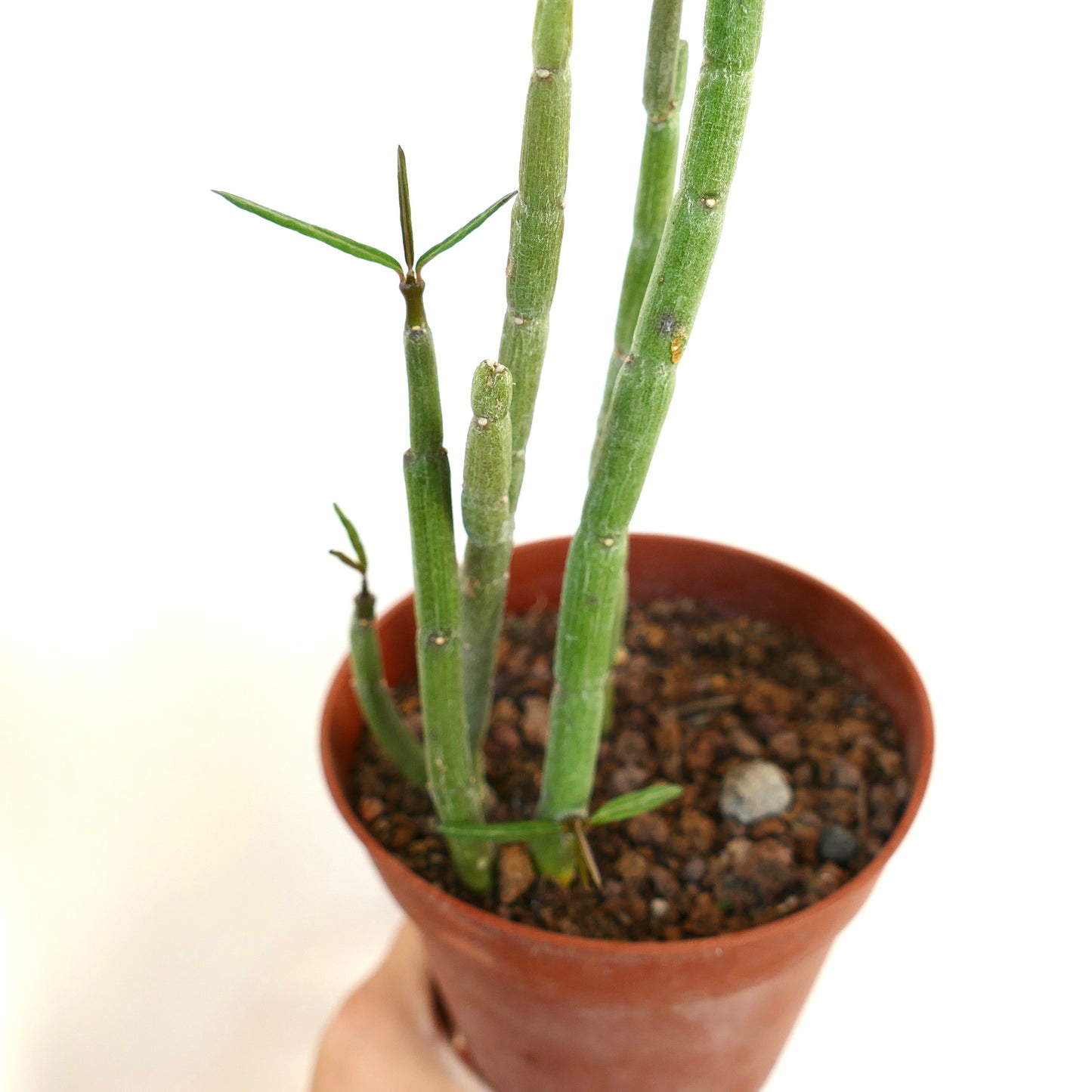 Ceropegia dichotoma slender succulent stems with sparse narrow green leaves in terracotta pot