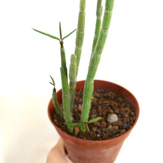 Ceropegia dichotoma slender succulent stems with sparse narrow green leaves in terracotta pot