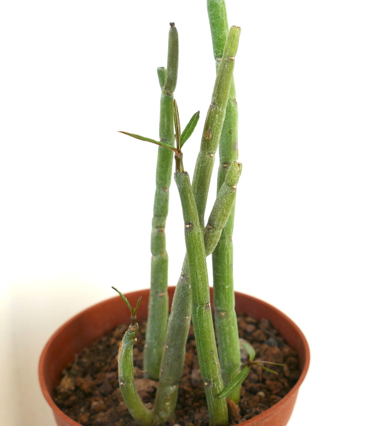 Ceropegia dichotoma succulent with tall green segmented stems and sparse leaves in pot