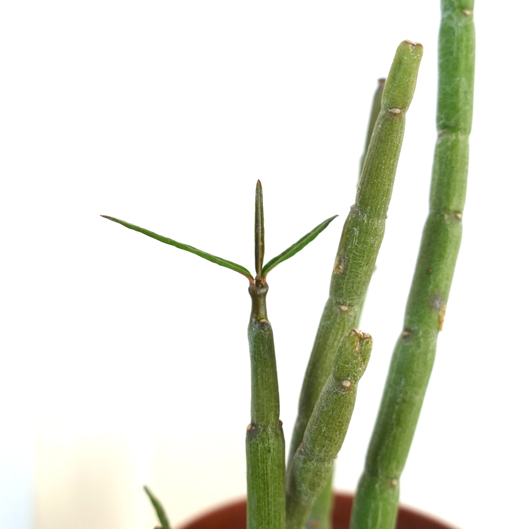 Ceropegia dichotoma succulent with segmented green stems and slender leaves in pot