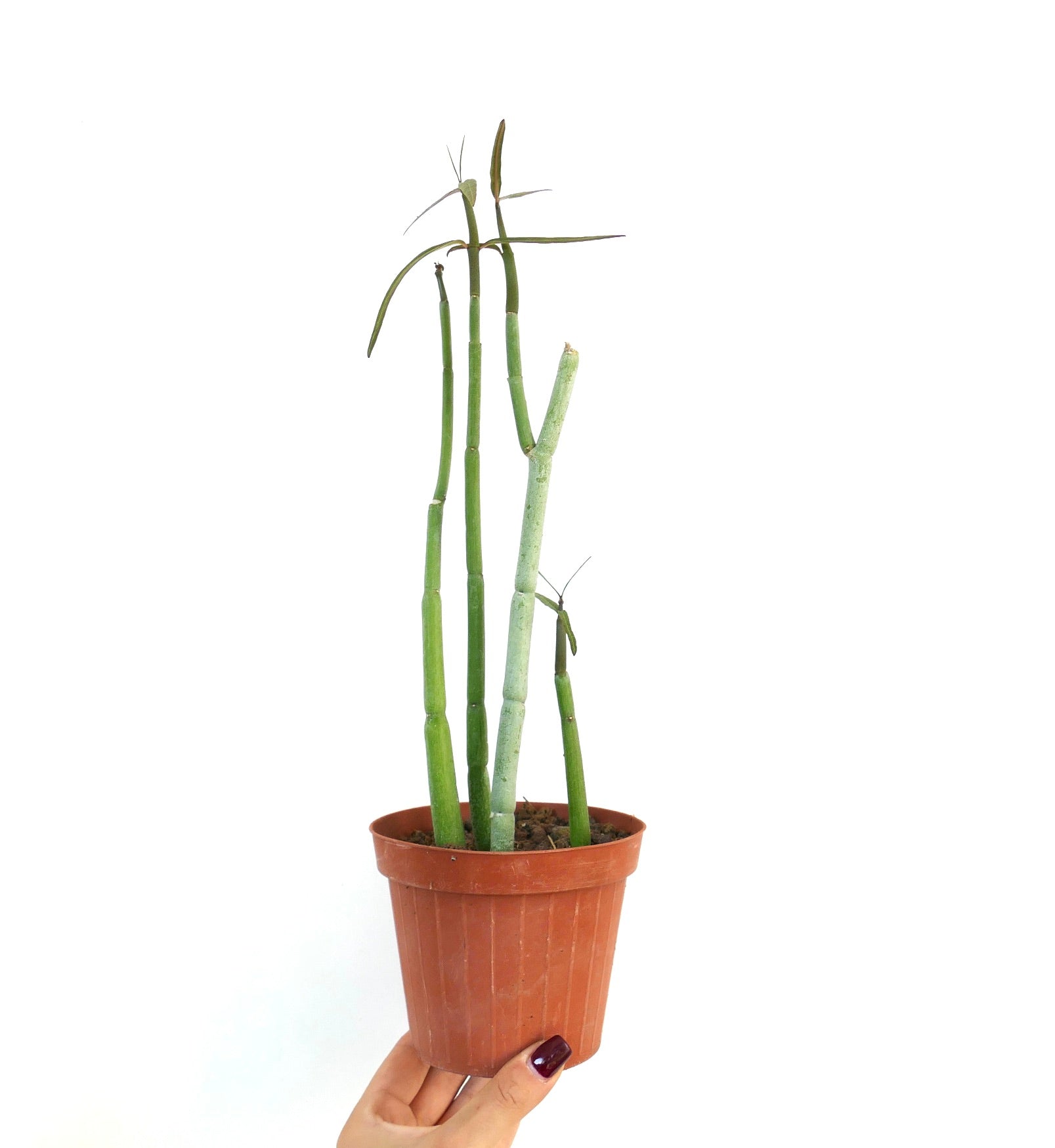 Ceropegia dichotoma slender green succulent stems in small brown pot held by hand