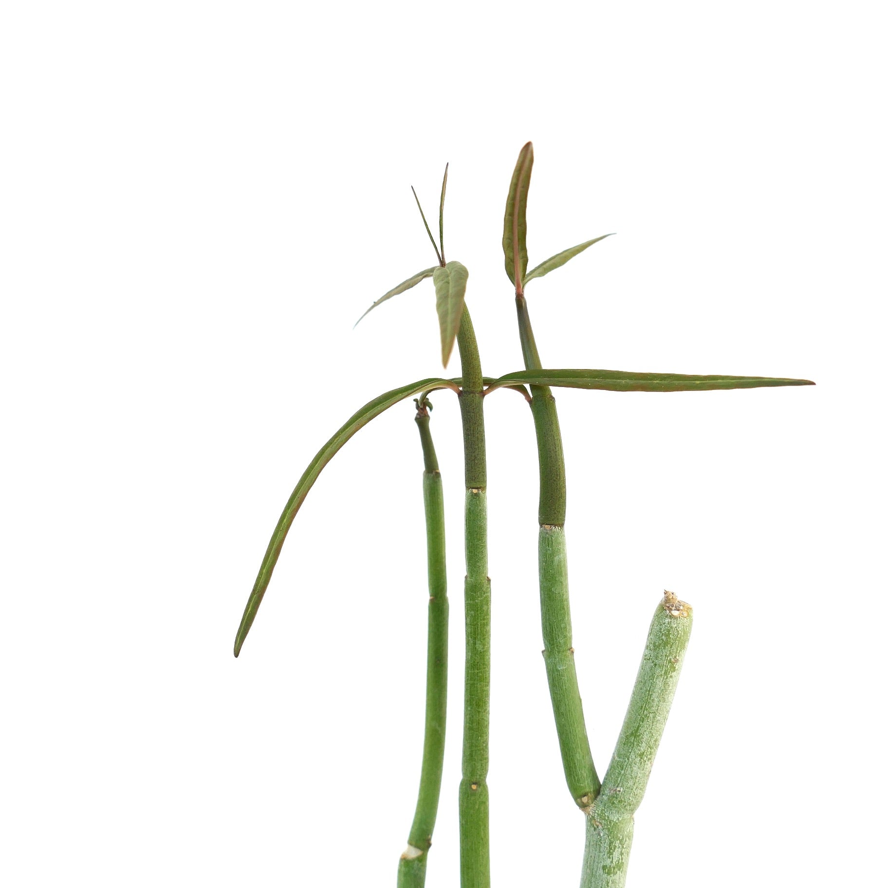 Ceropegia dichotoma slender succulent stems with narrow green leaves on white background