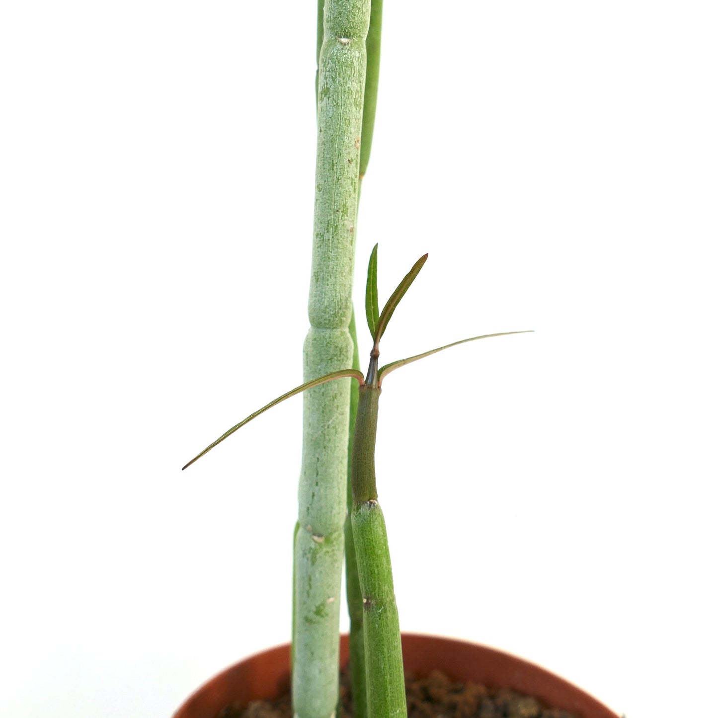 Ceropegia dichotoma slender succulent stems with narrow green leaves in pot