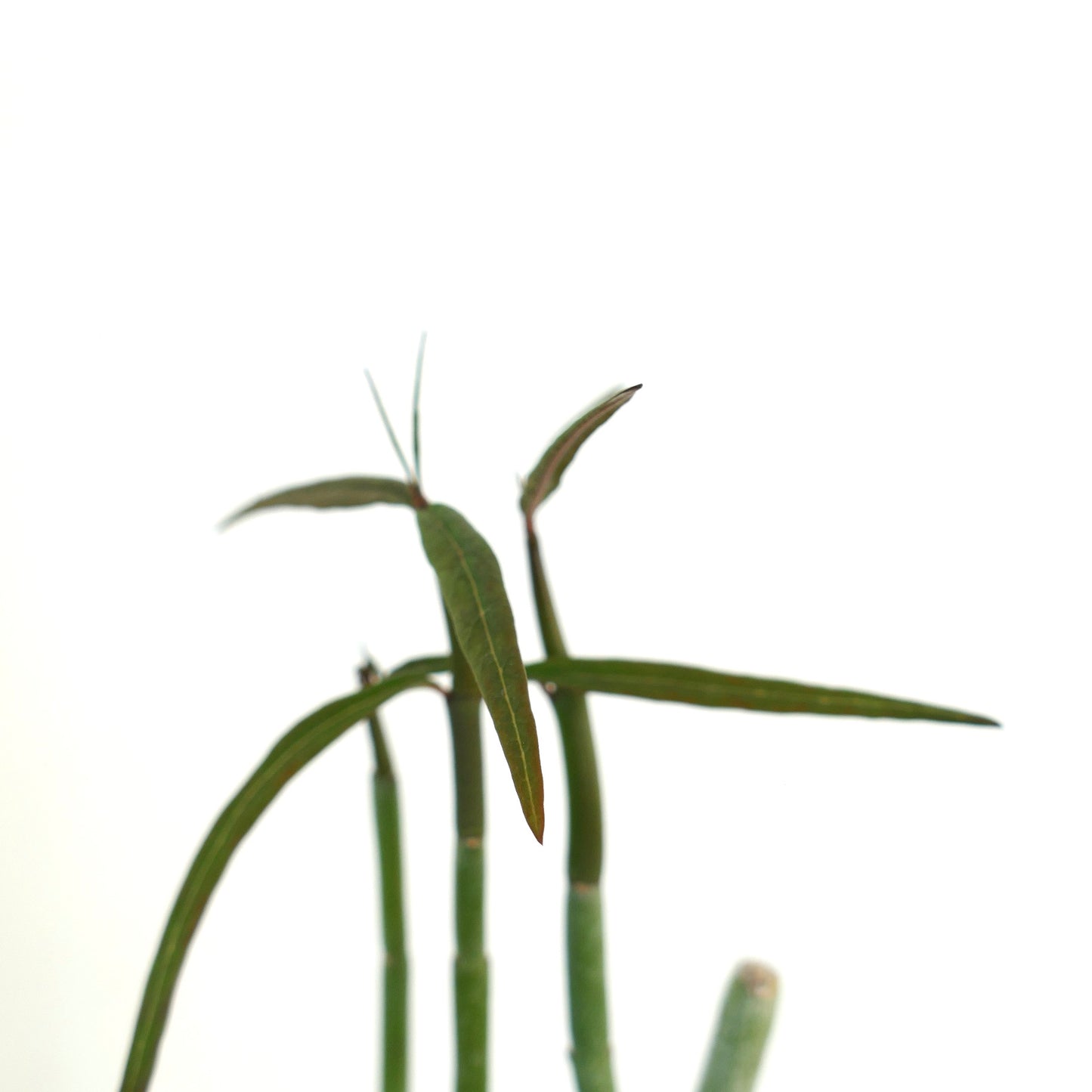 Ceropegia dichotoma slender green stems with narrow elongated leaves succulent plant