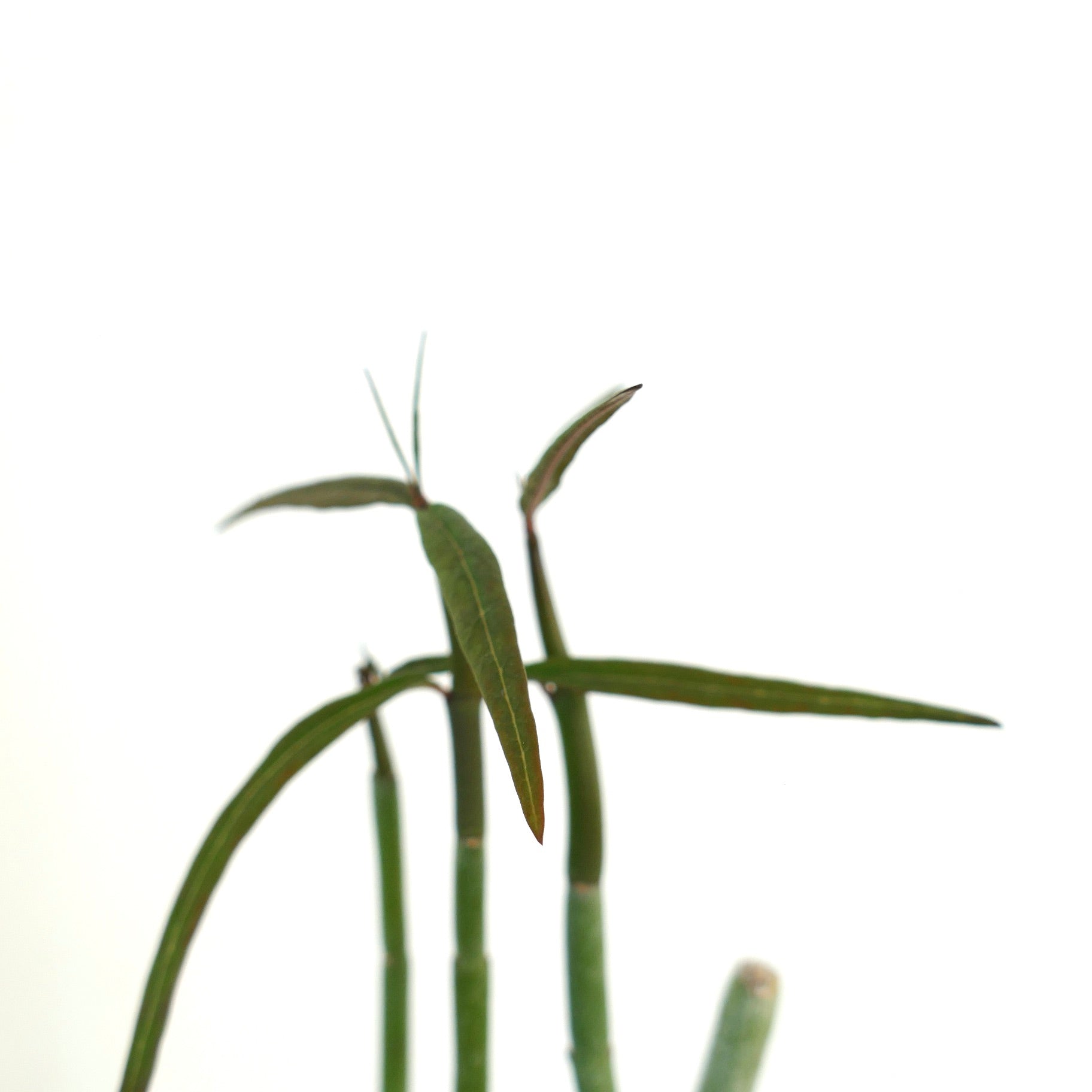 Ceropegia dichotoma slender green stems with narrow elongated leaves succulent plant