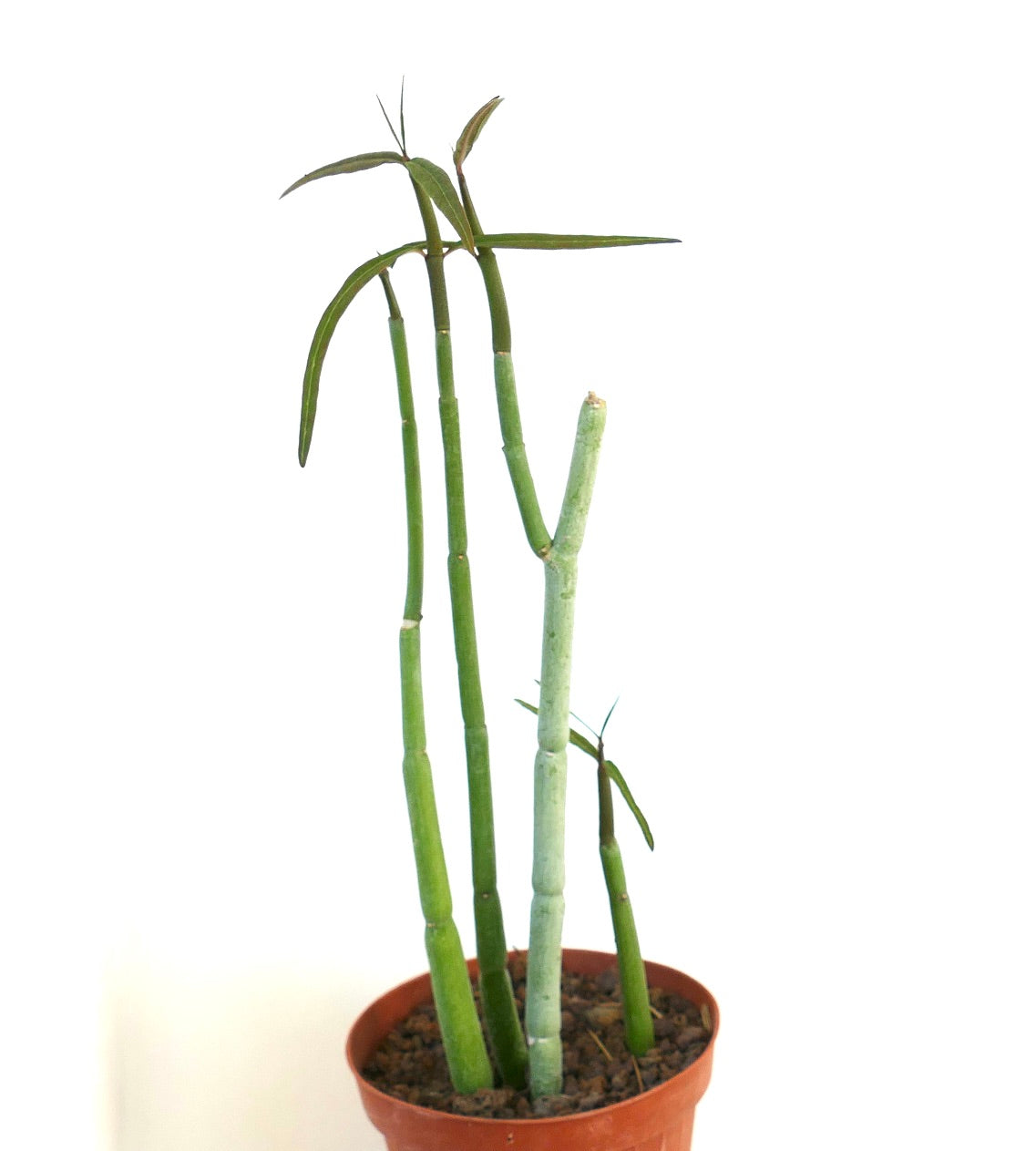 Ceropegia dichotoma slender succulent stems with narrow green leaves in terracotta pot