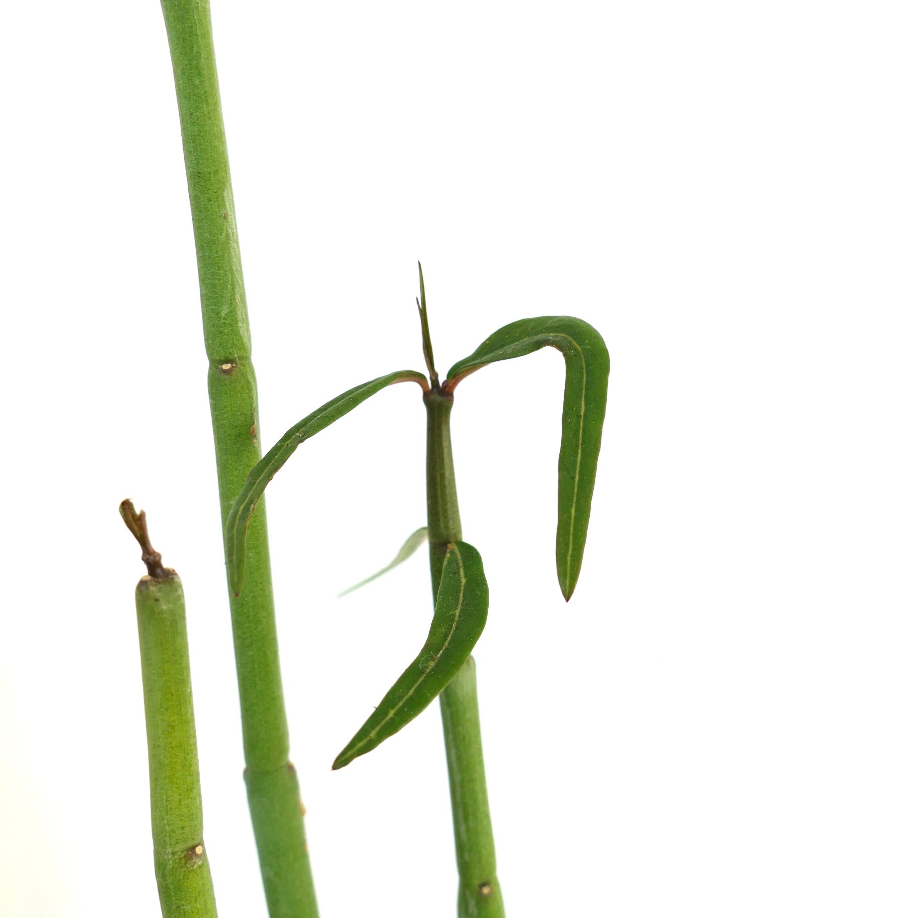 Ceropegia dichotoma slender green stems with narrow elongated leaves on white background
