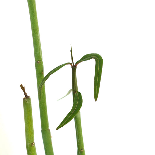 Ceropegia dichotoma slender green stems with narrow elongated leaves on white background