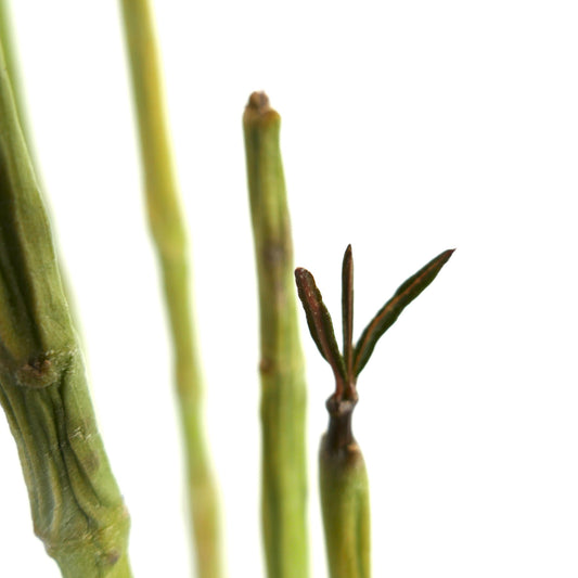 Ceropegia dichotoma succulent stems with slender green growth and small emerging leaves