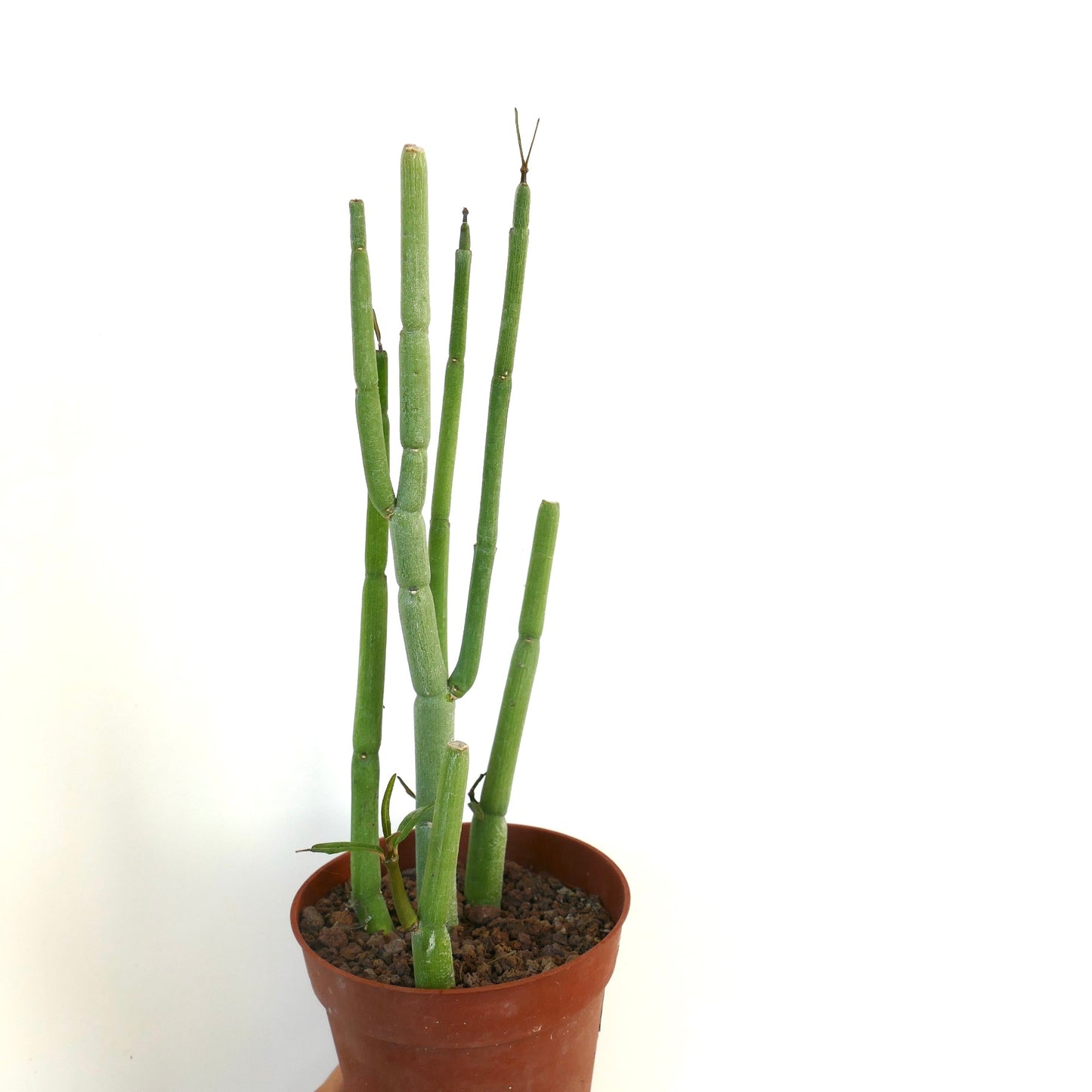 Ceropegia dichotoma succulent with tall segmented green stems in terracotta pot