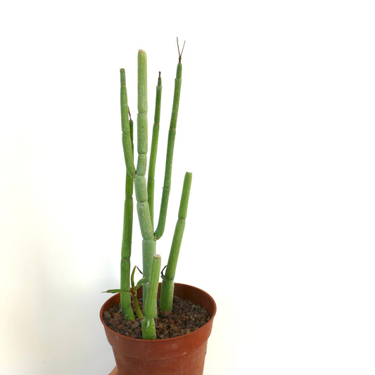 Ceropegia dichotoma succulent with tall segmented green stems in terracotta pot