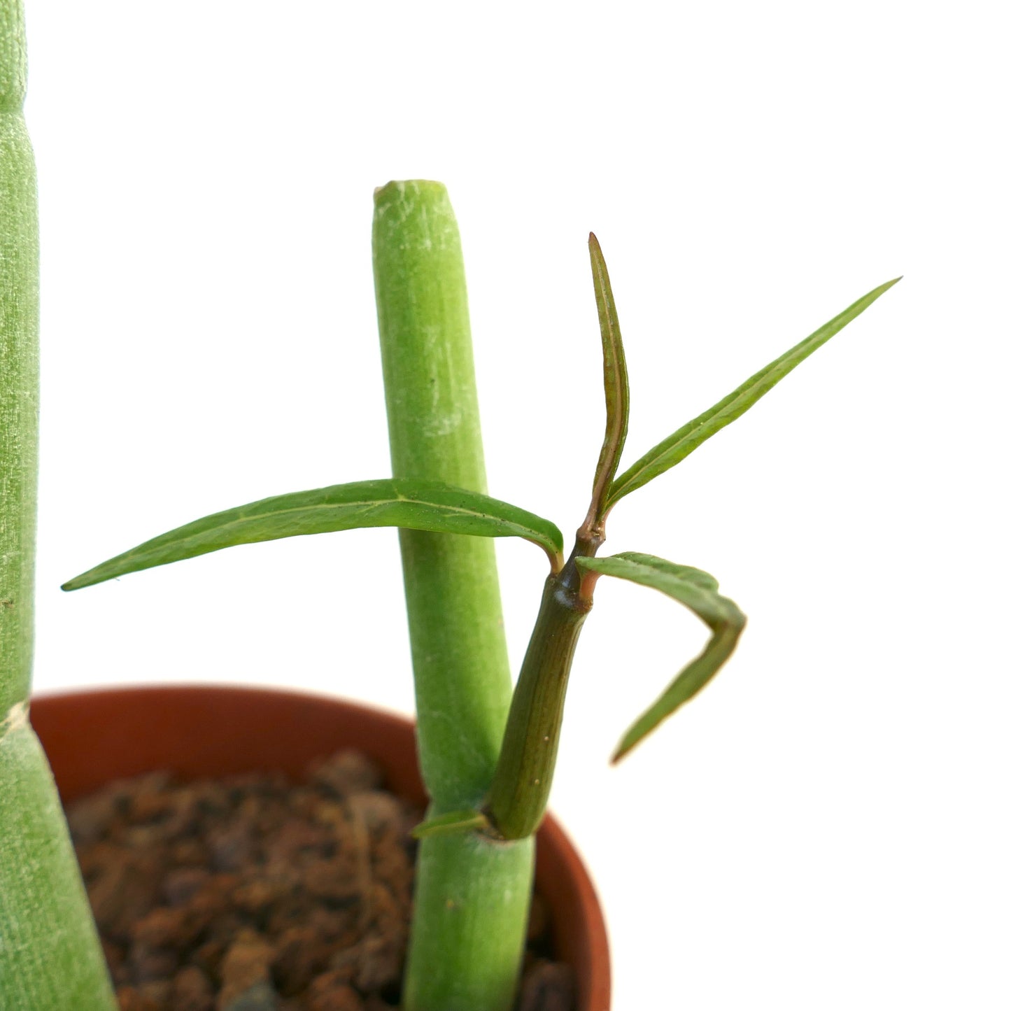 Ceropegia dichotoma slender green succulent stems with narrow elongated leaves in pot