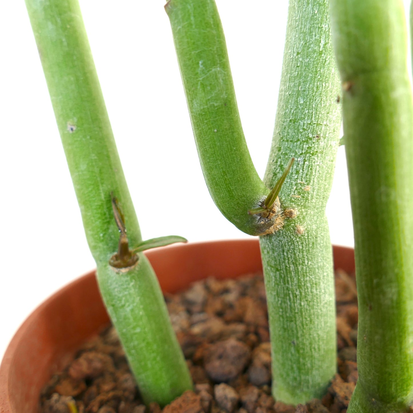Ceropegia dichotoma succulent stems with small thorns in terracotta pot close-up