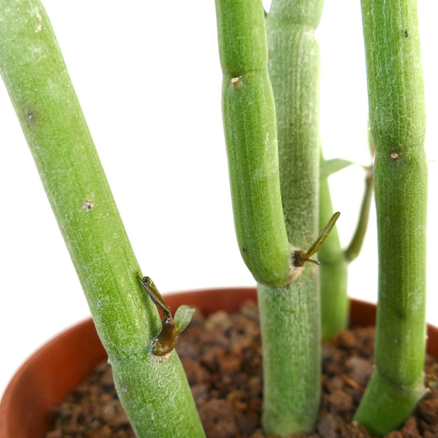 Ceropegia dichotoma succulent stems with small emerging leaves in a terracotta pot