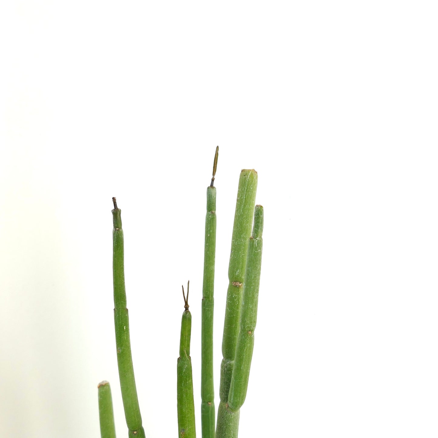 Ceropegia dichotoma slender green succulent stems with segmented structure and smooth texture