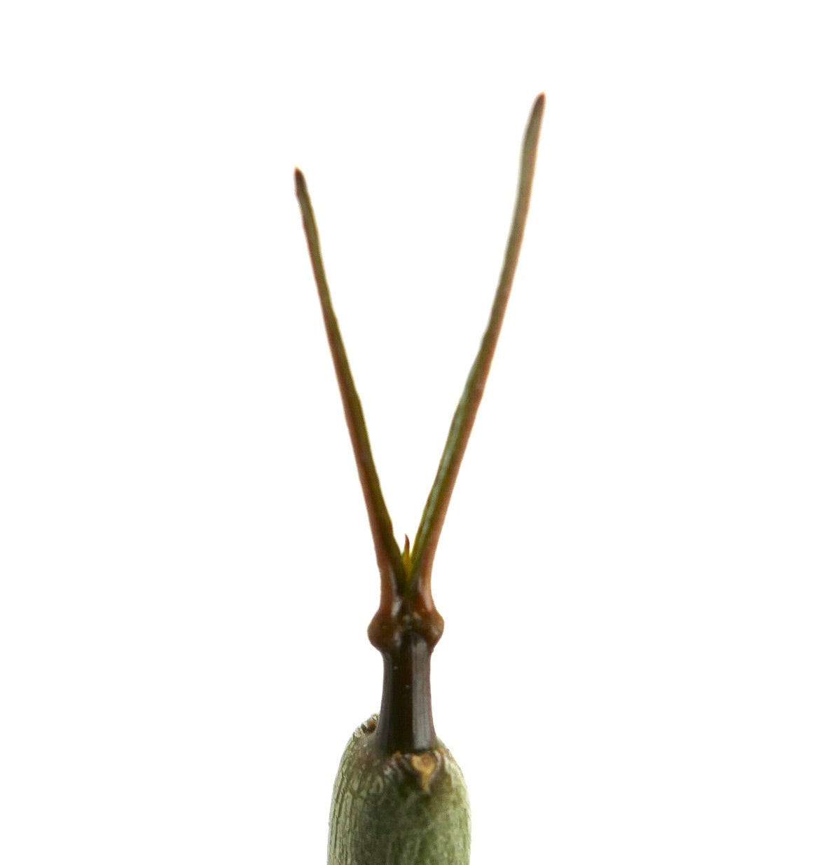 Ceropegia dichotoma succulent with slender forked stems and textured green base