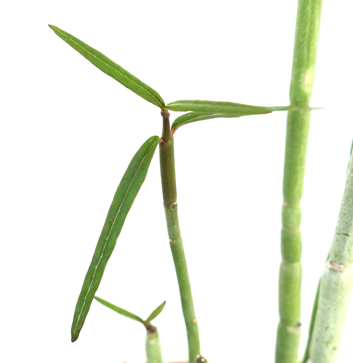 Ceropegia dichotoma succulent with slender green stems and narrow elongated leaves close-up