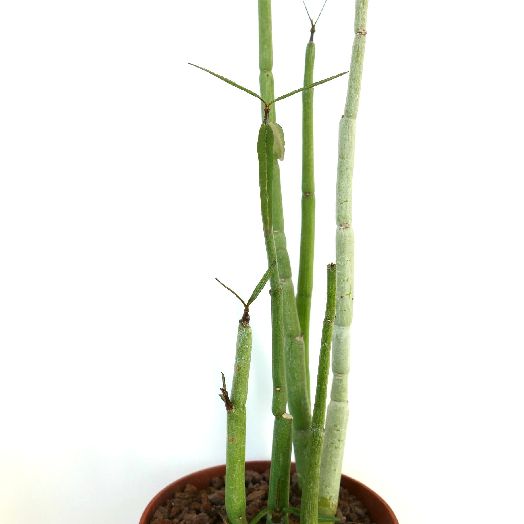 Ceropegia dichotoma succulent with tall, slender green stems and sparse leaves in pot