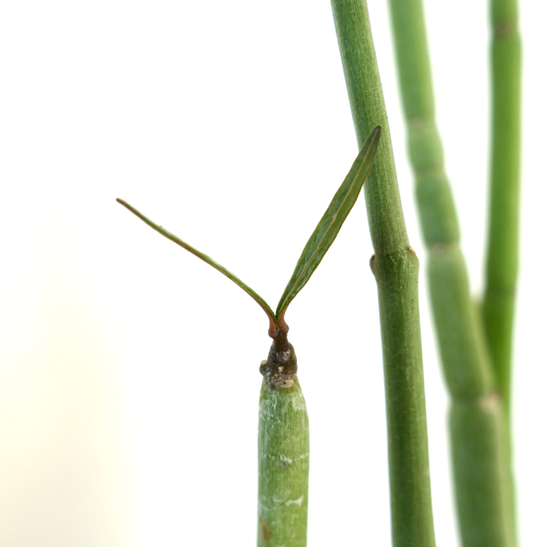 Ceropegia dichotoma succulent with slender green stems and small paired leaves close-up