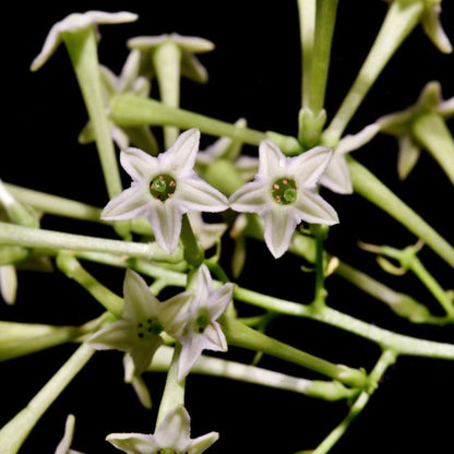 Cestrum nocturnum 40-60cm