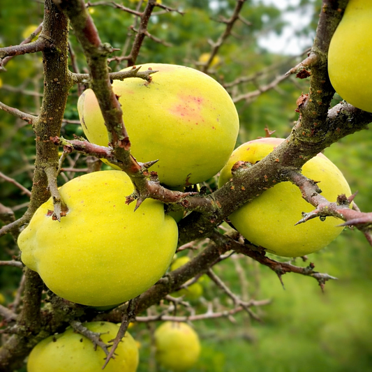 Frutto di Chaenomeles cathayensis su rami spinosi con sfondo verde sfocato