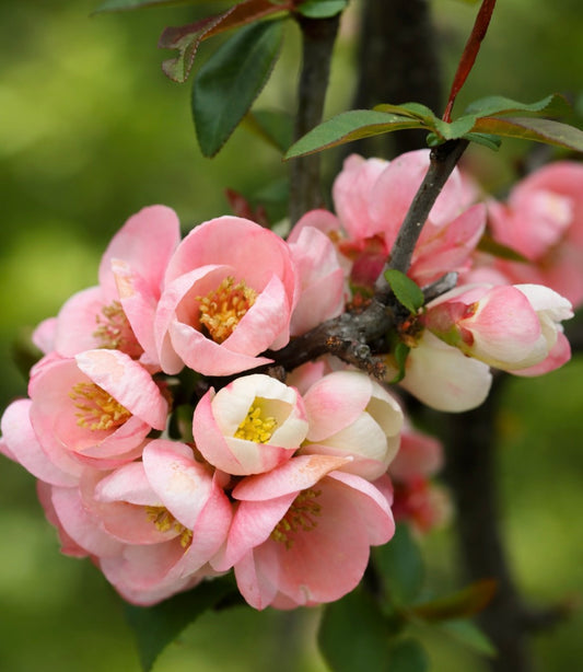 Chaenomeles cathayensis arbusto delicato dai fiori rosa con grappoli di fiori e foglie verdi