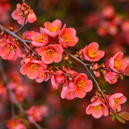 Chaenomeles superba cv RED JOY lebhafter korallenroter Blütenstrauchzweig mit gelben Staubblättern