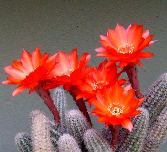 Chamaecereus silvestrii SEEDS