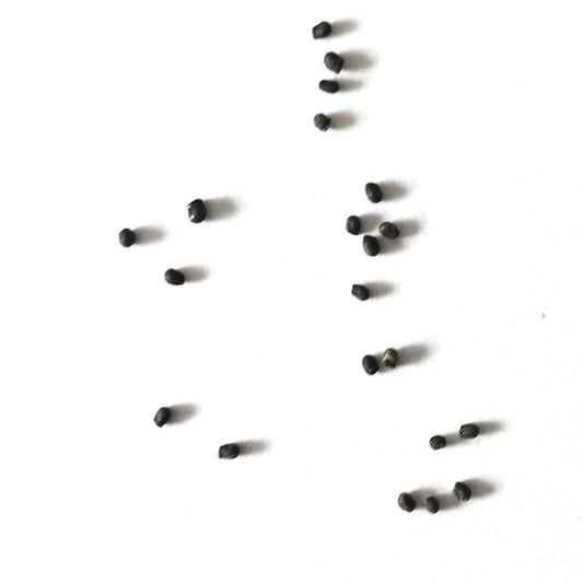 Chamaecereus silvestrii seeds small black cactus seed collection on white background