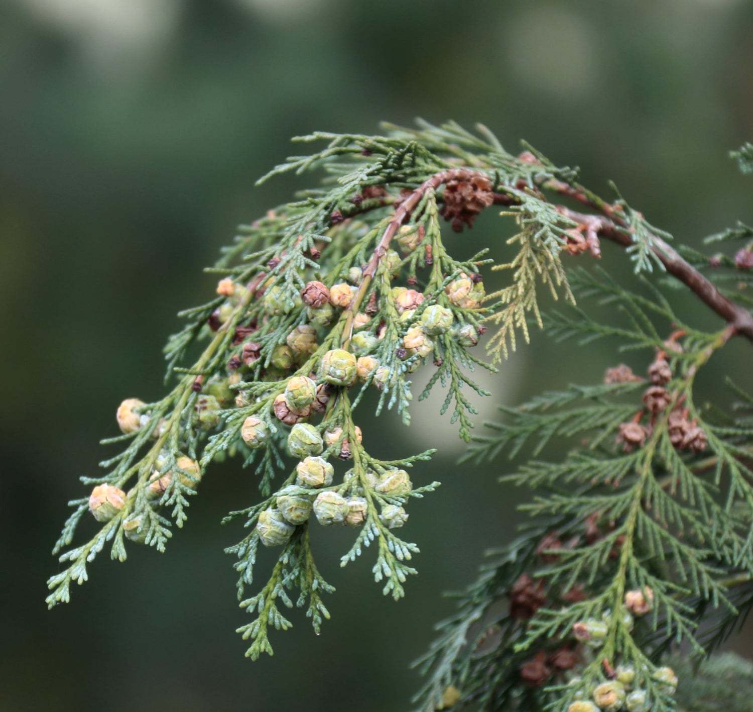 Ramo di Chamaecyparis lawsoniana con foglie verdi a squame e piccoli coni rotondi