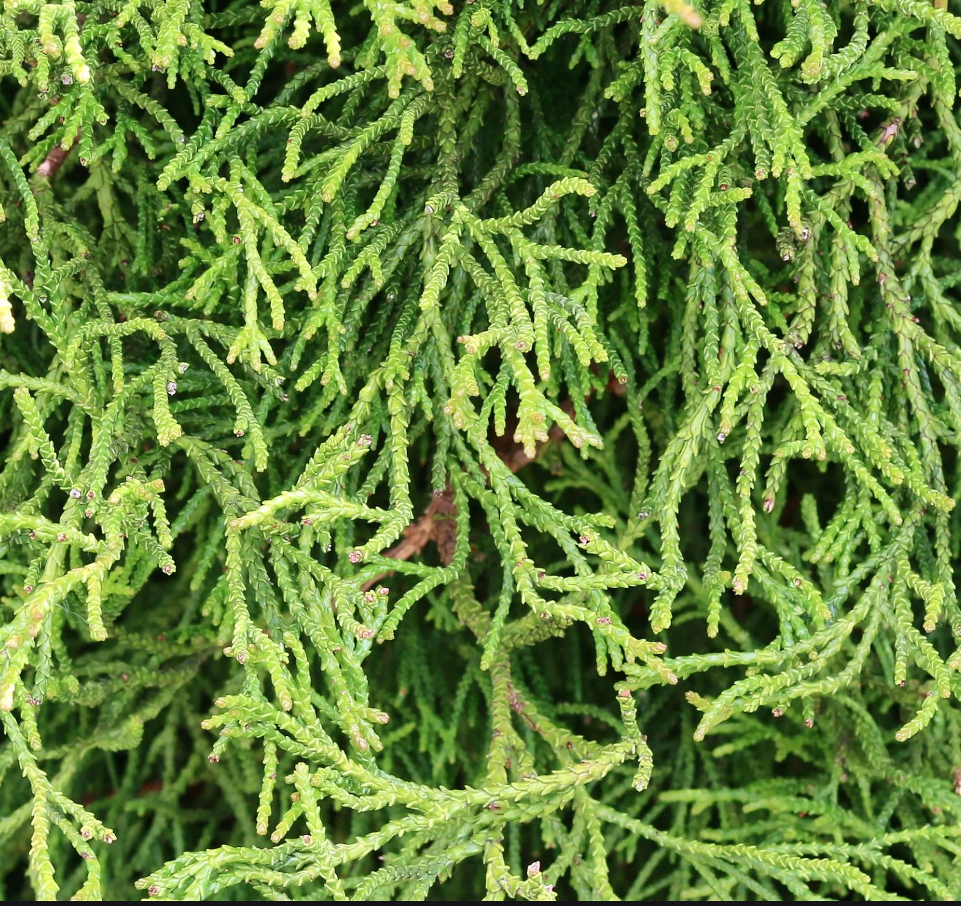 Chamaecyparis obtusa dichtes, hellgrünes Laub mit strukturierten, schuppenähnlichen Blättern