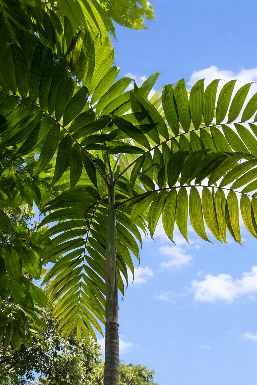 Palma alta Chamaedorea tepejilote con grandes hojas pinnadas verdes contra el cielo azul