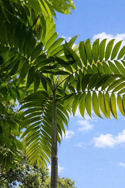 Palma alta Chamaedorea tepejilote con grandes hojas pinnadas verdes contra el cielo azul