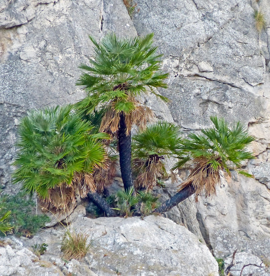 Chamaerops humilis